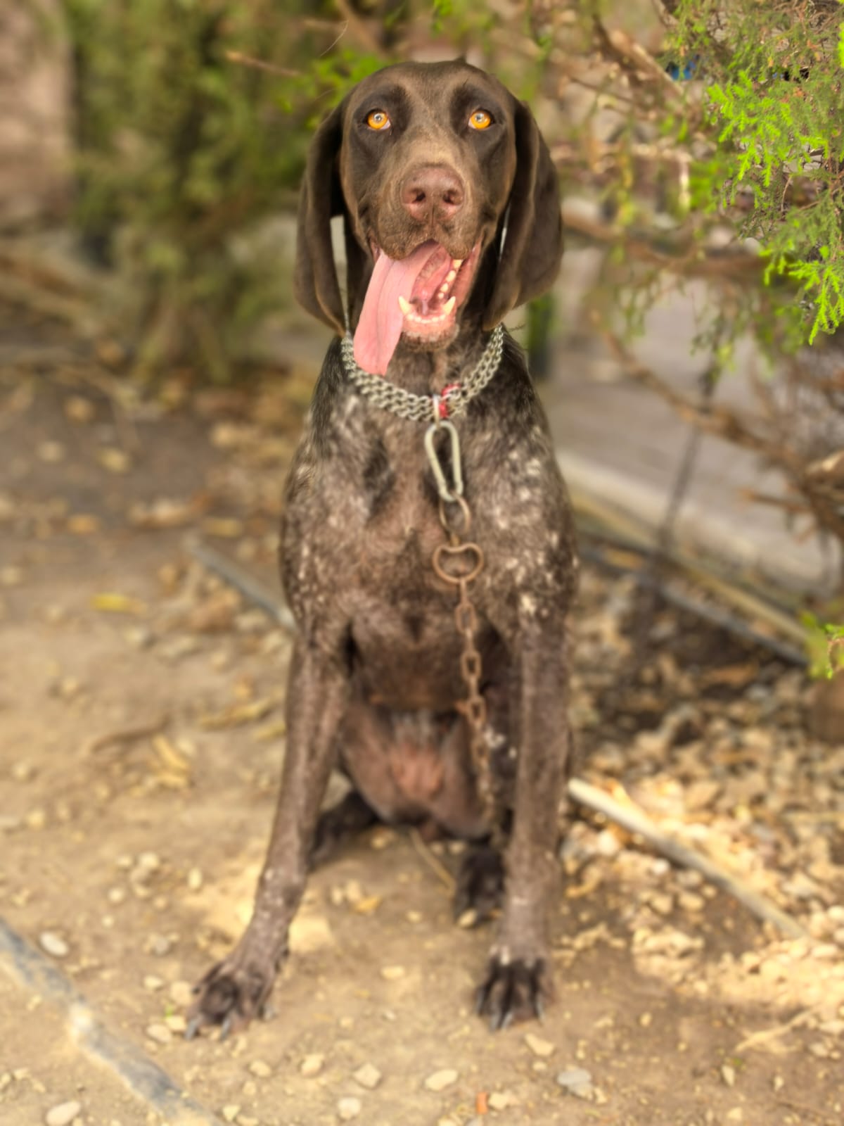 Maya